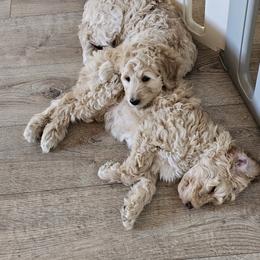 Bernedoodle Puppies from Doting Doodles