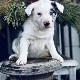 Trix x Latch - Girl 1 - Red merle - White and red merle female Border Collie puppy in Minden, Iowa from Rocking N Registered Border Collies & Labradors