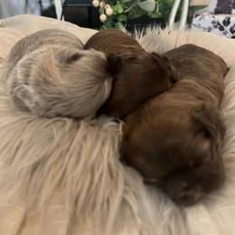 Shih Tzu Puppies from Home Sweet Shih Tzu