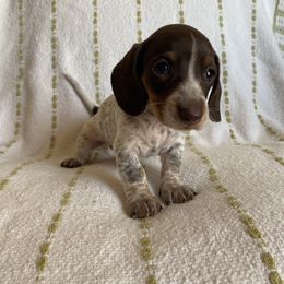 Dachshund Puppies from Destiny's Dachshunds