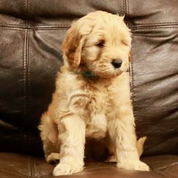 Goldendoodle Puppies from 307 Mini Goldendoodle