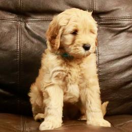 Goldendoodle Puppies from 307 Mini Goldendoodle