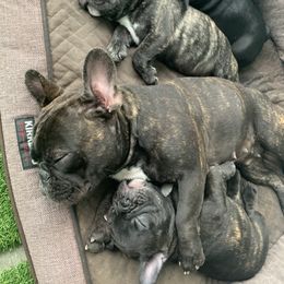 French Bulldog Puppies from Luna and London’s Puppies