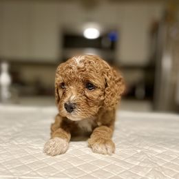 Cavapoo and Cockapoo Puppies from Benji’s Cockapoos