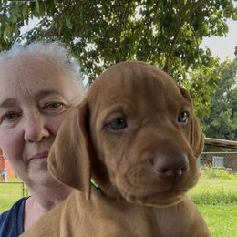 Boy 2nd pick - Golden rust male Vizsla puppy in Boaz, Alabama from MountainTop Vizslas