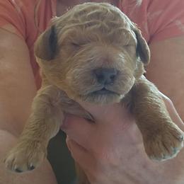 Burley - Cream male Poodle puppy in Stephentown, New York from Creme de la Poodle, standard poodles