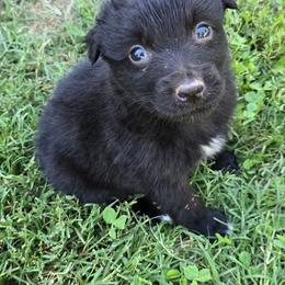Jafar - Black & white male Australian Shepherd puppy in Harrah, Oklahoma from Whippoorwill Aussies of Oklahoma