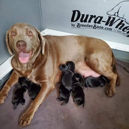Dilute Retrievers and Labrador Retrievers from Burt Hill labs