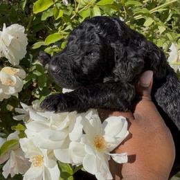 Midnight Tide - Black male Poodle puppy in Corona, California from Garden Of Poodles