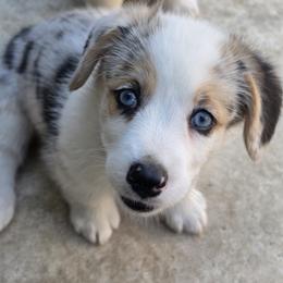 Athena - Blue female Pembroke Welsh Corgi puppy in Duarte, California from Duarte Pups