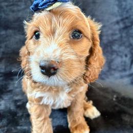 Muriel - Golden female Cockapoo puppy in Adrian, Oregon from ApplebyFarm