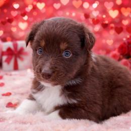 Lala-1400 - Red tri-color female Australian Shepherd puppy in Star City, Arkansas from Blush & Lace Aussie Co.
