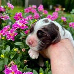 Comet - Brown and white male Cocker Spaniel puppy in Camp Douglas, Wisconsin from Bluff Country Cockers