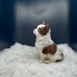 Joe - Chocolate and white male Chihuahua puppy in Simpsonville, South Carolina from N&T's Chihuahuas