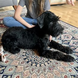 Boy 1 - Black male Giant Schnauzer puppy in Sedalia, Missouri from Valour's Giants