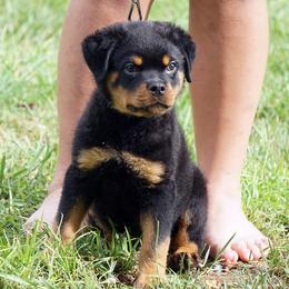 Pomsky, Rottweiler, Shetland Sheepdog, and Toy Shetland Sheepdog Puppies from Mountain High Kennels