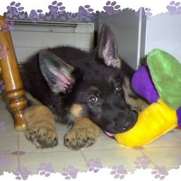 German Shepherd Puppies from vom Wenner Haus