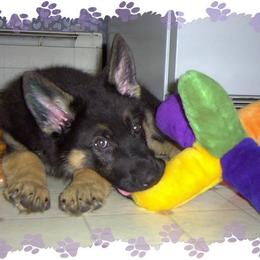 German Shepherd Puppies from vom Wenner Haus