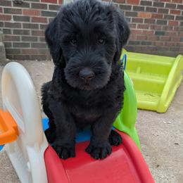 Giant Schnauzer Puppies from Riesenschnauzers von Reh Bach