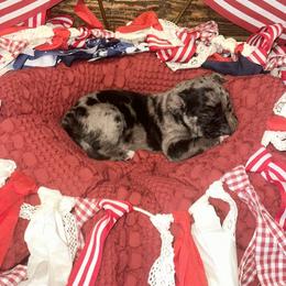 Memphis - Blue merle female Catahoula Leopard Dog puppy in Slaton, Texas from M5 Catahoulas