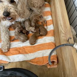Goldendoodle and Poodle Puppies from Partridge Doodles and Poodles