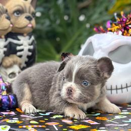 Dimitri - Tricolors male French Bulldog puppy in Palm Coast, Florida from Calypso Island French Bulldogs