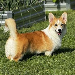 Pembroke Welsh Corgis from Henion’s Corgis