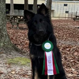 Rhythm - German Shepherd