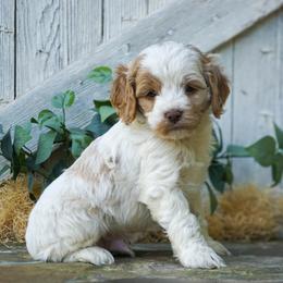 Biscuit - Red and white male Cockapoo puppy in Seattle, Washington from Sweet Home Doodles