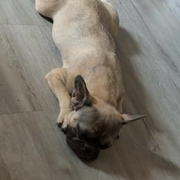 Chyna - French Bulldog
