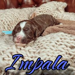 Impala - Chocolate male Australian Labradoodle puppy in Decatur, Alabama from Southern Meadows Doodles