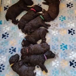 Yellow, Orange, or Pink - Brown female Poodle puppy in Ryegate, Montana from Big Sky Poodles