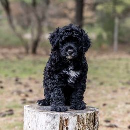 Portuguese Water Dogs from Mon Reve PWDs