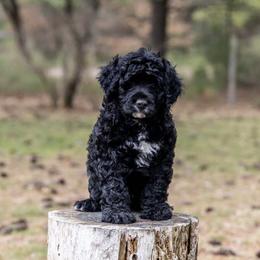Portuguese Water Dogs from Mon Reve PWDs