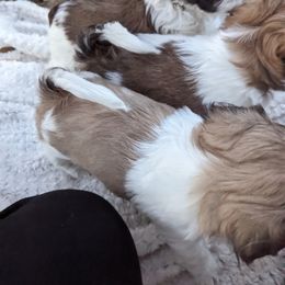 Shih Tzu Puppies from We Shih Tzu Not!