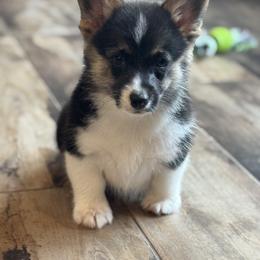 American Corgi and Pembroke Welsh Corgi Puppies from Woodwick Corgis