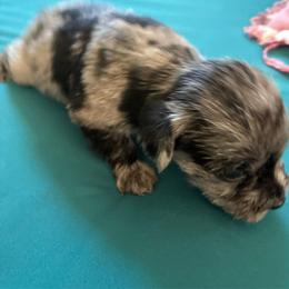 Luna - Black and silver female Miniature Schnauzer puppy in Huron, Tennessee from Wilma's Paw-Paw Patch