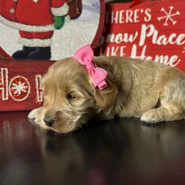 Neoma - Apricot female Goldendoodle puppy in Adolphus, Kentucky from Deerly Poodles
