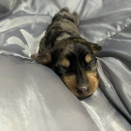 Dachshund Puppies from Carter's Kennels