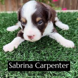 Sabrina Carpenter - Red tri-color female Aussiedoodle puppy in Bakersfield, California from Annie's Aussies
