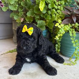 Honor - Black female Goldendoodle puppy in Camden, North Carolina from Oopsie Doodles of NC
