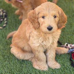 Hermés - Cream female Goldendoodle puppy in Las Vegas, Nevada from Puppies of the West