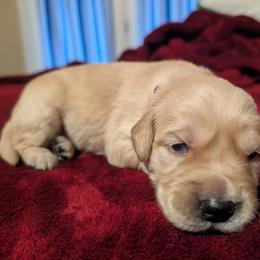 Red - Golden male Golden Retriever puppy in Madison, Ohio from Heckmans English Cream Golden Retrievers