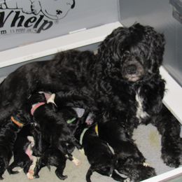 Portuguese Water Dog Puppies from Topsail PWDs