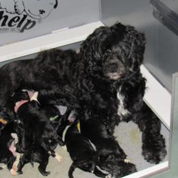 Portuguese Water Dog Puppies from Topsail PWDs
