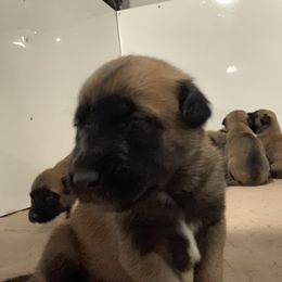 Belgian Malinois and Labrador Retriever Puppies from Elite Canine Training & Outfitters