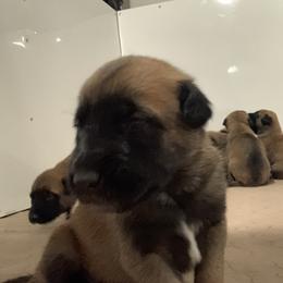 Belgian Malinois and Labrador Retriever Puppies from Elite Canine Training & Outfitters