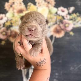 Blaine - Lilac dilute male Chinese Shar-Pei puppy in Lehigh Acres, Florida from Florida Wrinkles