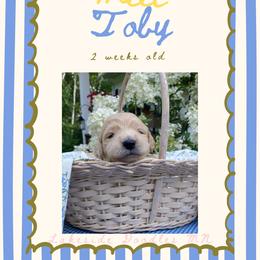 Toby- tan - Apricot male Goldendoodle puppy in Carlton, Minnesota from Lakeside Doodles MN