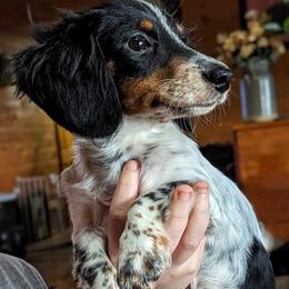 Ozzy - Dachshund